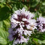 mentha citrata