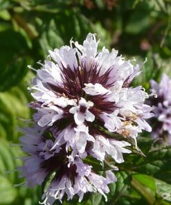 mentha citrata