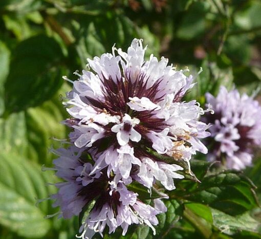 mentha citrata