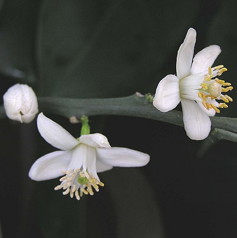 PURE ORANGE BLOSSOM ABSOLUTE Citrus aurantium var.amara NATURAL