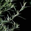 Tarragon (Estragon) Essential Oil CAS 8016-88-4